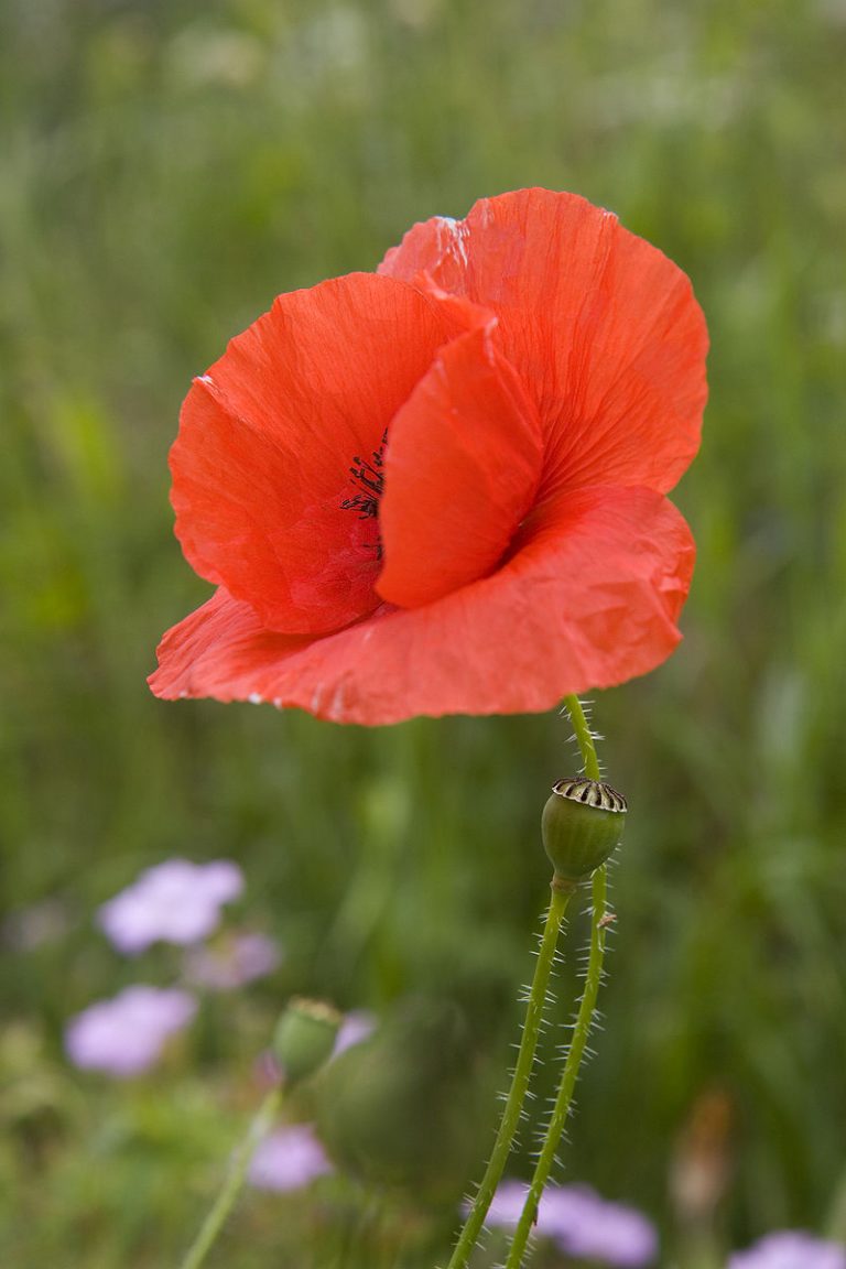 Mak polny (Papaver rhoeas L.)