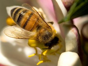 zdjęcie pszczoły miodnej