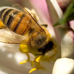zdjęcie pszczoły miodnej