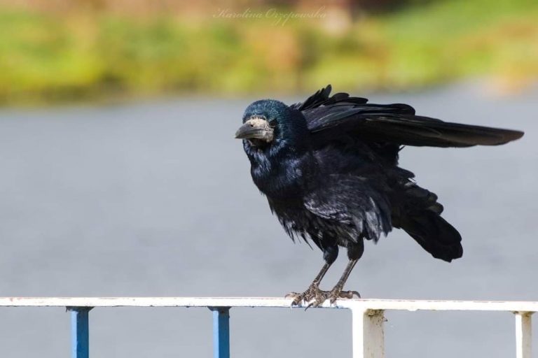 Gawron (Corvus frugilegus)