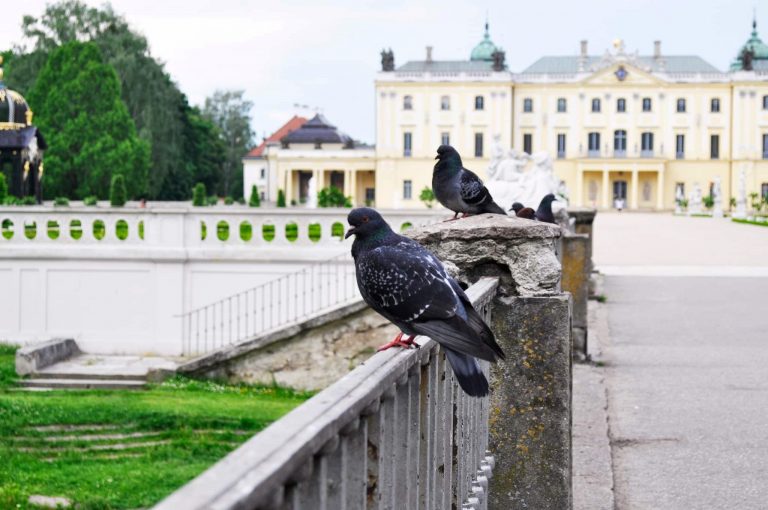 Gołąb miejski (Columba livia domestica)