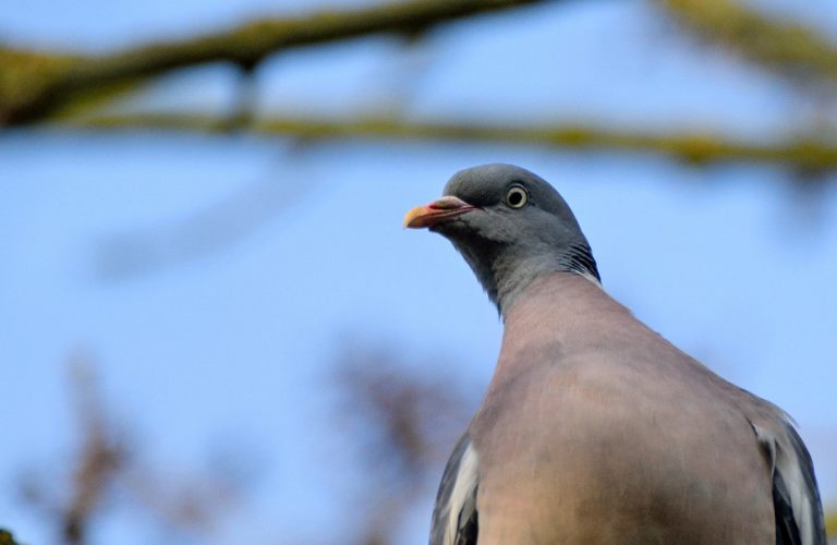 Grzywacz (Columba palumbus)