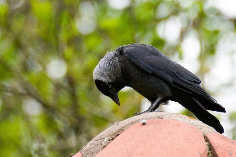 Kawka (Corvus monedula)