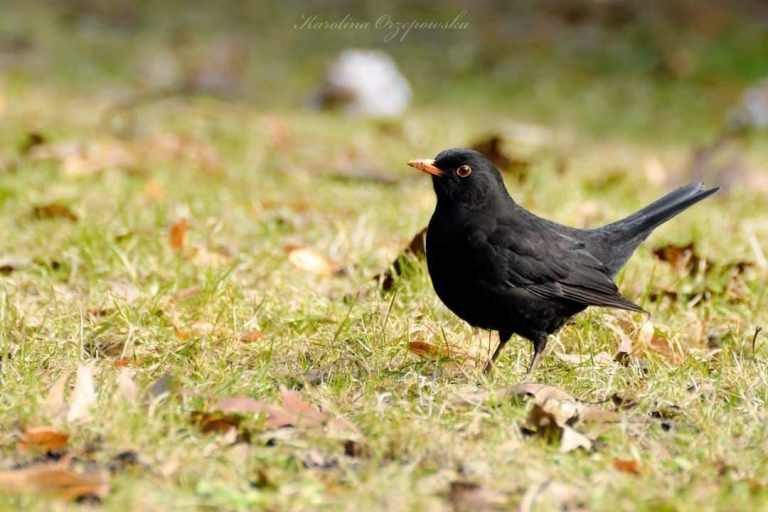 Kos (Turdus merula)