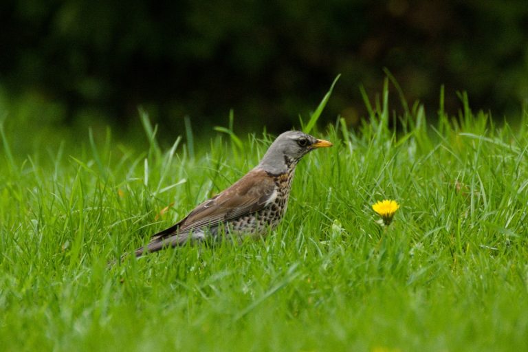 Kwiczoł (Turdus pilaris)