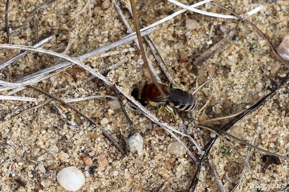 Lepiarka wąskopasa (Colletes similis)