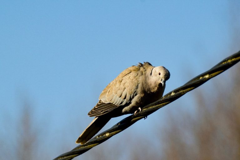 Sierpówka (Streptopelia decaocto)