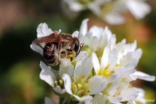 Smuklik złotawy (Halictus subauratus)