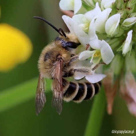 Spójnica lucernowa (Melitta leporina)