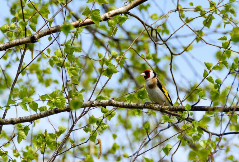 Szczygieł (Carduelis carduelis)