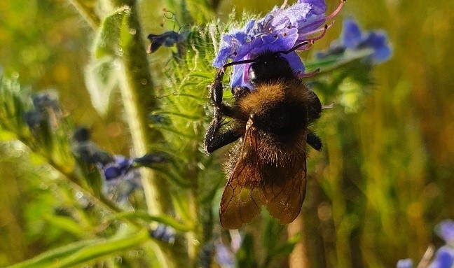 Trzmiel ogrodowy (Bombus hortorum)