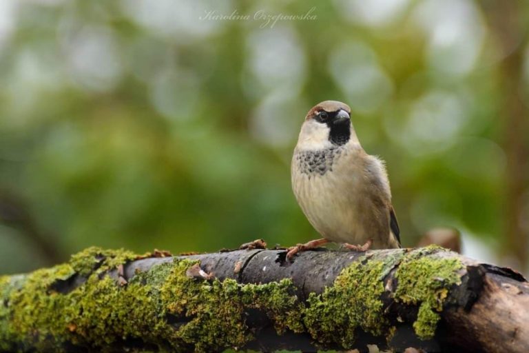 Wróbel (Passer domesticus)